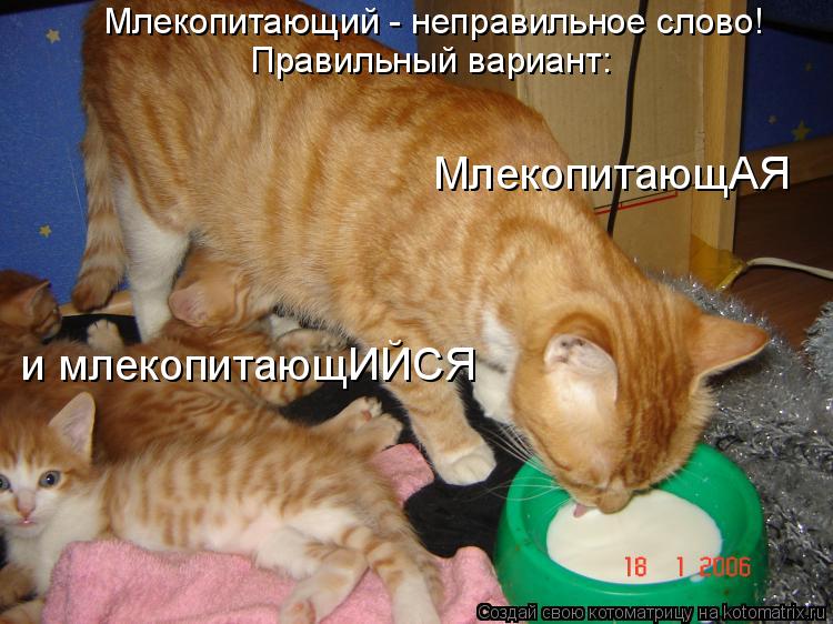 Млекопитающий - неправильное слово! Правильный вариант: МлекопитающАЯ и млекопитающИЙСЯ... Котоматрица: Млекопитающий - неправильное слово! Правильный вариант: МлекопитающАЯ и млекопитающИЙСЯ