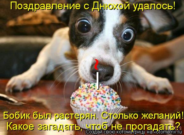 Поздравление с Днюхой удалось! _ ~ Бобик был растерян. Столько желаний! Какое загадать, чтоб не про... Котоматрица: Поздравление с Днюхой удалось! _ ~ Бобик был растерян. Столько желаний! Какое загадать, чтоб не прогадать?