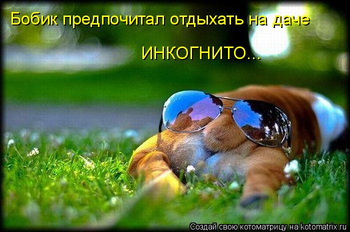 Бобик предпочитал отдыхать на даче ИНКОГНИТО...... Котоматрица: Бобик предпочитал отдыхать на даче ИНКОГНИТО...