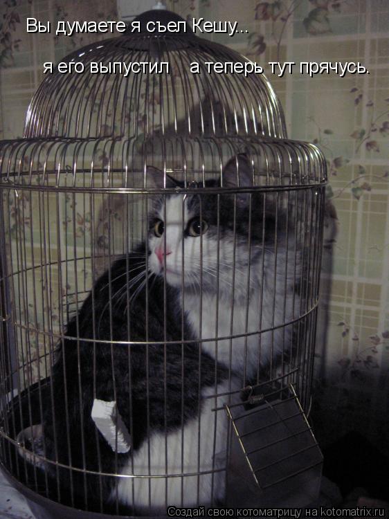 Вы думаете я съел Кешу... я его выпустил а теперь тут прячусь.... Котоматрица: Вы думаете я съел Кешу... я его выпустил а теперь тут прячусь.