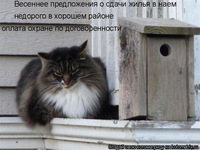 Весеннее предложения о сдачи жилья в наем ... недорого в хорошем районе оплата охране по договорен... Котоматрица: Весеннее предложения о сдачи жилья в наем ... недорого в хорошем районе оплата охране по договоренности