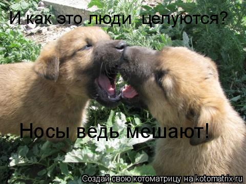 И как это люди целуются? Носы ведь мешают!... Котоматрица: И как это люди целуются? Носы ведь мешают!