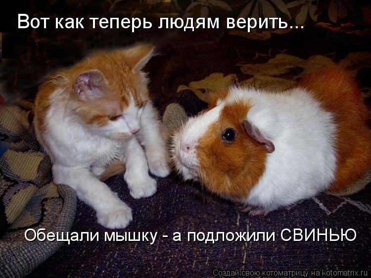 Вот как теперь людям верить... Обещали мышку - а подложили СВИНЬЮ... Котоматрица: Вот как теперь людям верить... Обещали мышку - а подложили СВИНЬЮ