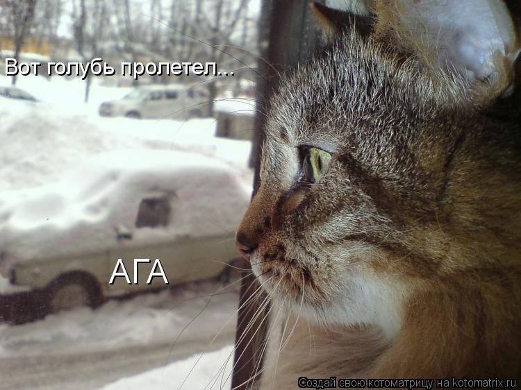 Вот голубь пролетел... АГА... Котоматрица: Вот голубь пролетел... АГА