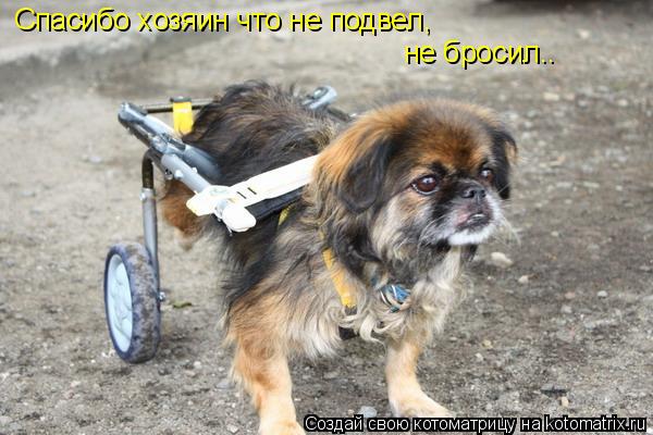 Спасибо хозяин что не подвел, не бросил..... Котоматрица: Спасибо хозяин что не подвел, не бросил..