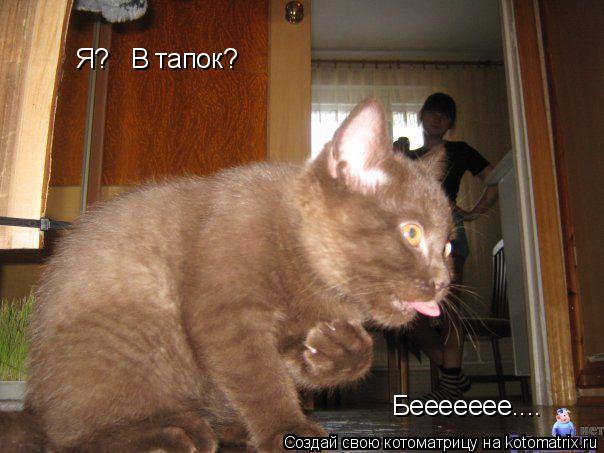 Я? В тапок? Беееееее....... Котоматрица: Я? В тапок? Беееееее....