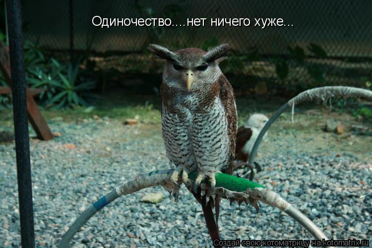 Котоматрица: Одиночество....нет ничего хуже...