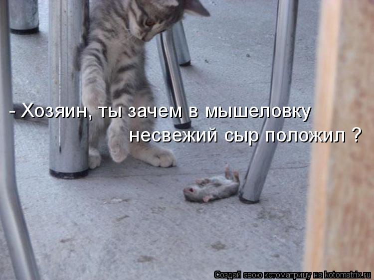 - Хозяин, ты зачем в мышеловку несвежий сыр положил ?... Котоматрица: - Хозяин, ты зачем в мышеловку несвежий сыр положил ?