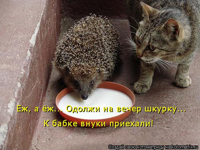 Котоматрица: Еж, а ёж... Одолжи на вечер шкурку... К бабке внуки приехали!