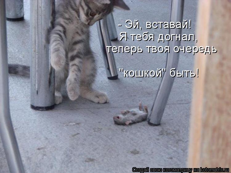 Котоматрица: - Эй, вставай! Я тебя догнал,  теперь твоя очередь  "кошкой" быть!