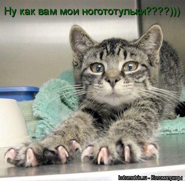 Котоматрица: Ну как вам мои ногототульки????)))