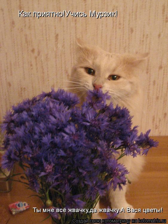 Котоматрица: Как приятно!Учись Мурзик! Ты мне всё жвачку,да жвачку.А Вася цветы!