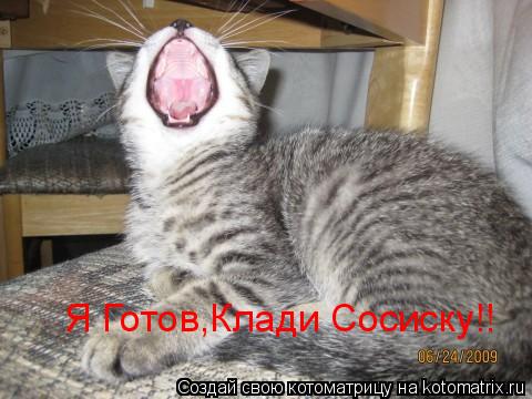 Котоматрица: Я Готов,Клади Сосиску!!