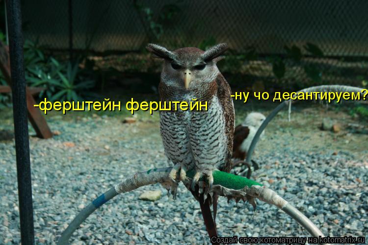 -ну чо десантируем? -ферштейн ферштейн... Котоматрица: -ну чо десантируем? -ферштейн ферштейн