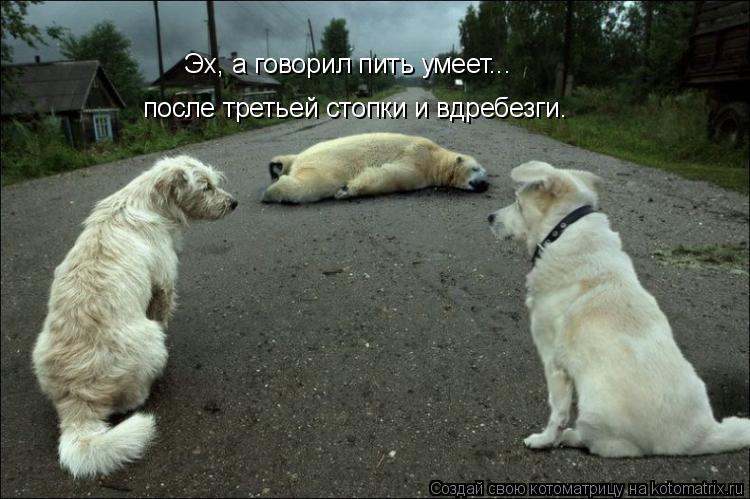 Эх, а говорил пить умеет... после третьей стопки и вдребезги.... Котоматрица: Эх, а говорил пить умеет... после третьей стопки и вдребезги.
