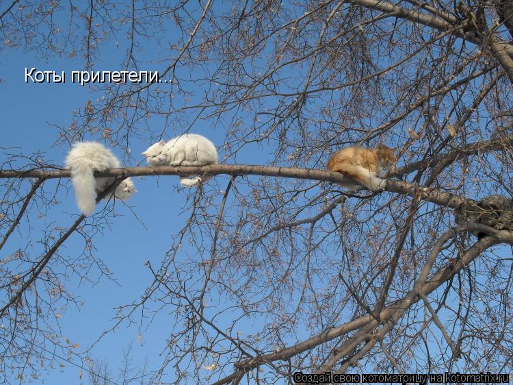 Коты прилетели...... Котоматрица: Коты прилетели...