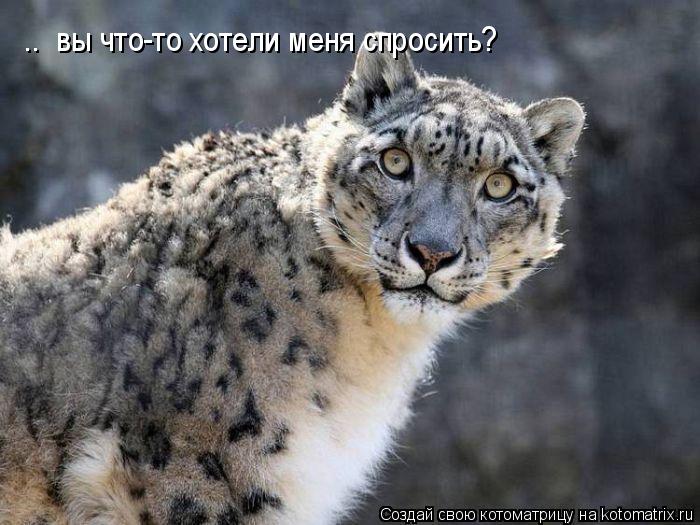 .. вы что-то хотели меня спросить?... Котоматрица: .. вы что-то хотели меня спросить?