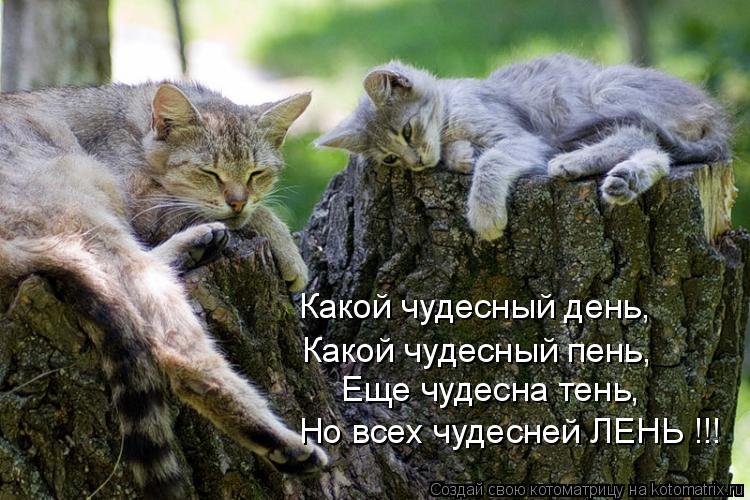Котоматрица: Но всех чудесней ЛЕНЬ !!! Еще чудесна тень, Какой чудесный пень, Какой чудесный день,