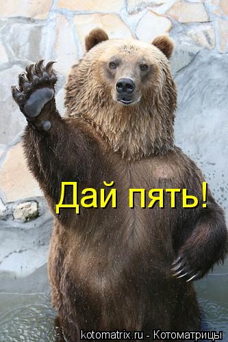 Дай пять!... Котоматрица: Дай пять!