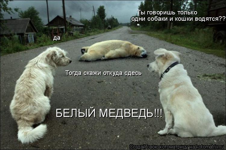 Котоматрица: Ты говоришь только  одни собаки и кошки водятся?? БЕЛЫЙ МЕДВЕДЬ!!! Тогда скажи откуда сдесь да