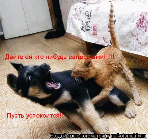 Котоматрица: Дайте ей кто нибудь валерьянки!!!!! Пусть успокоится!!