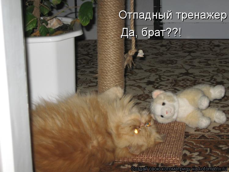 Котоматрица: Отпадный тренажер Да, брат??!