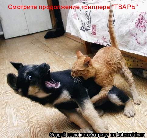 Смотрите продолжение триллера "ТВАРЬ"... Котоматрица: Смотрите продолжение триллера "ТВАРЬ"