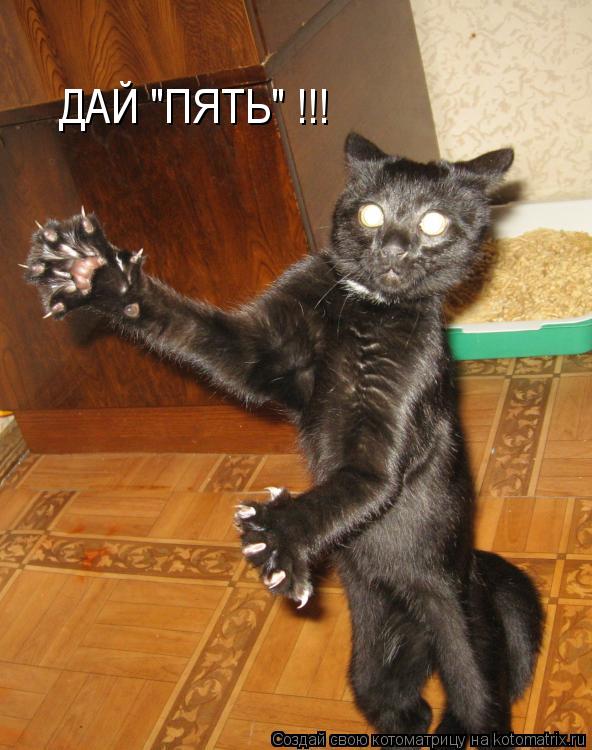 ДАЙ "ПЯТЬ" !!!... Котоматрица: ДАЙ "ПЯТЬ" !!!