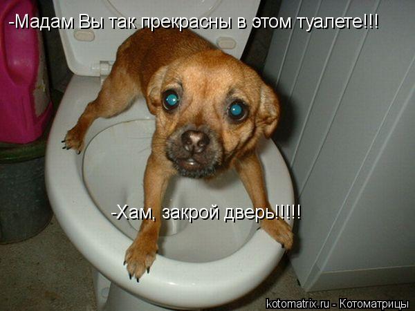 -Мадам Вы так прекрасны в этом туалете!!! -Хам, закрой дверь!!!!!... Котоматрица: -Мадам Вы так прекрасны в этом туалете!!! -Хам, закрой дверь!!!!!