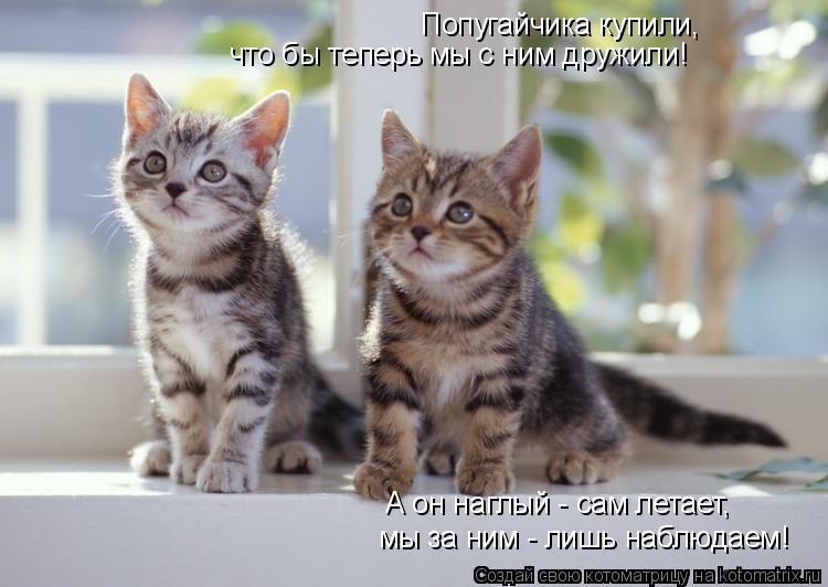 Попугайчика купили, что бы теперь мы с ним дружили! А он наглый - сам летает, мы за ним - лишь наблюд... Котоматрица: Попугайчика купили, что бы теперь мы с ним дружили! А он наглый - сам летает, мы за ним - лишь наблюдаем!