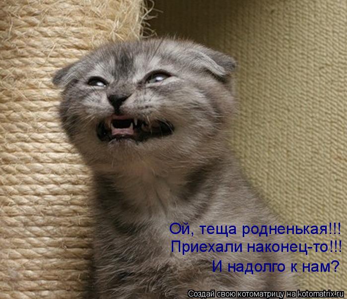 Ой, теща родненькая!!! Приехали наконец-то!!! И надолго к нам?... Котоматрица: Ой, теща родненькая!!! Приехали наконец-то!!! И надолго к нам?