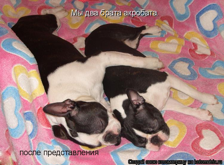 Мы два брата акробата. после представления... Котоматрица: Мы два брата акробата. после представления