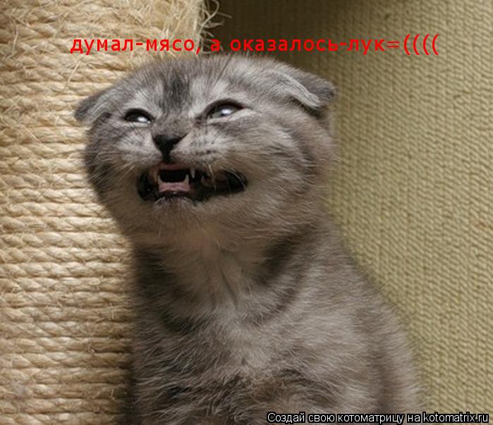 думал-мясо, а оказалось-лук=((((... Котоматрица: думал-мясо, а оказалось-лук=((((