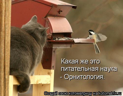 Какая же это питательная наука - Орнитология.... Котоматрица: Какая же это питательная наука - Орнитология.