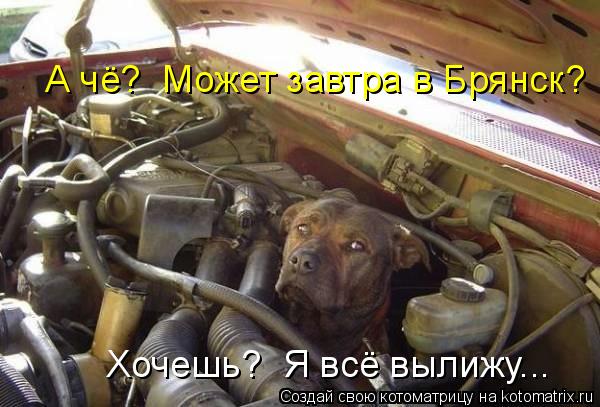 А чё? Может завтра в Брянск? Хочешь? Я всё вылижу...... Котоматрица: А чё? Может завтра в Брянск? Хочешь? Я всё вылижу...