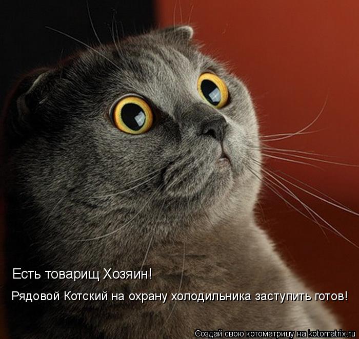 Есть товарищ Хозяин! Рядовой Котский на охрану холодильника заступить готов!... Котоматрица: Есть товарищ Хозяин! Рядовой Котский на охрану холодильника заступить готов!