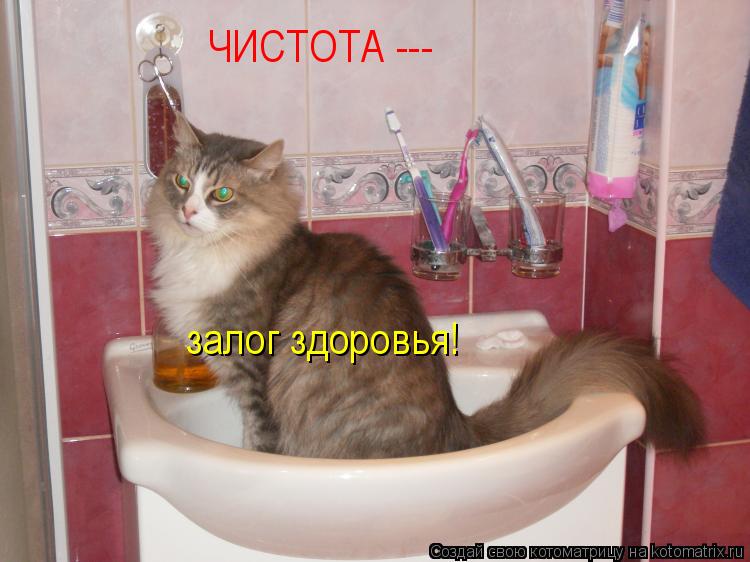 Котоматрица: ЧИСТОТА --- залог здоровья!