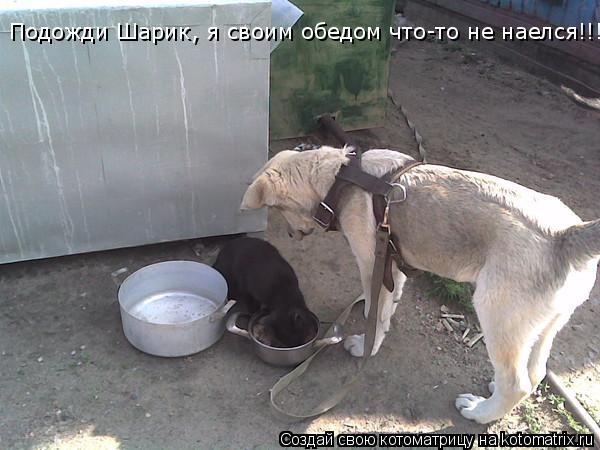 Подожди Шарик, я своим обедом что-то не наелся!!!... Котоматрица: Подожди Шарик, я своим обедом что-то не наелся!!!