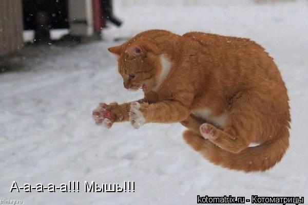 А-а-а-а-а!!! Мышь!!!... Котоматрица: А-а-а-а-а!!! Мышь!!!