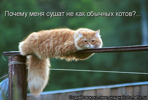 Почему меня сушат не как обычных котов?...... Котоматрица: Почему меня сушат не как обычных котов?...