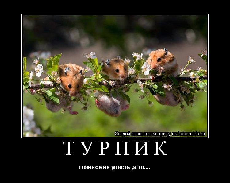 турник главное не упасть ,а то....... Котоматрица: турник главное не упасть ,а то....