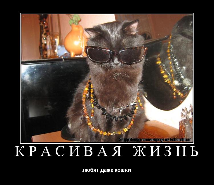 красивая жизнь любят даже кошки... Котоматрица: красивая жизнь любят даже кошки