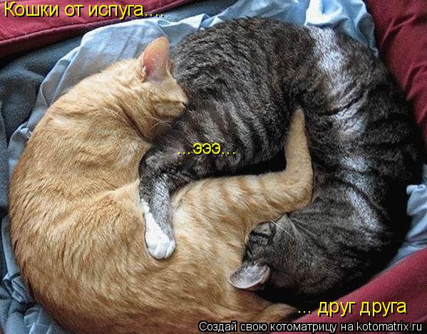 Кошки от испуга.... ... друг друга ...эээ...... Котоматрица: Кошки от испуга.... ... друг друга ...эээ...