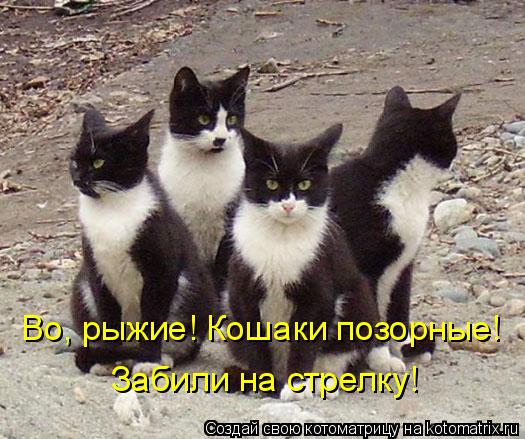 Забили на стрелку! Во, рыжие! Кошаки позорные!... Котоматрица: Забили на стрелку! Во, рыжие! Кошаки позорные!