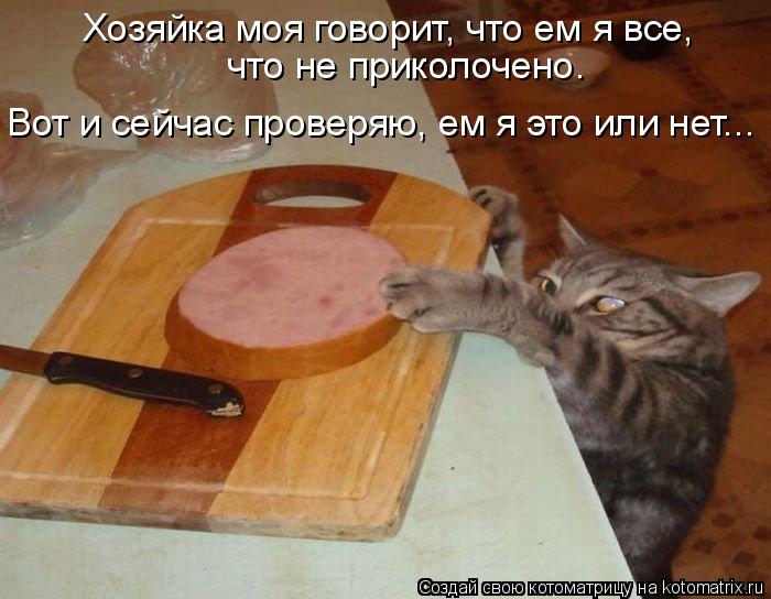 Котоматрица: что не приколочено. Вот и сейчас проверяю, ем я это или нет... Хозяйка моя говорит, что ем я все,