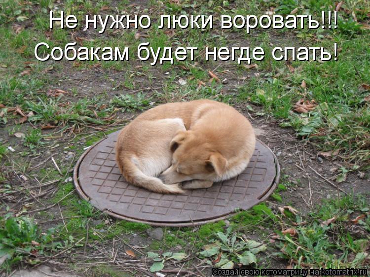 Не нужно люки воровать!!! Собакам будет негде спать!... Котоматрица: Не нужно люки воровать!!! Собакам будет негде спать!