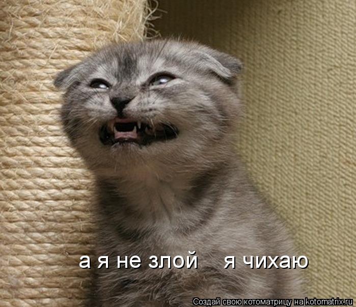 а я не злой я чихаю... Котоматрица: а я не злой я чихаю