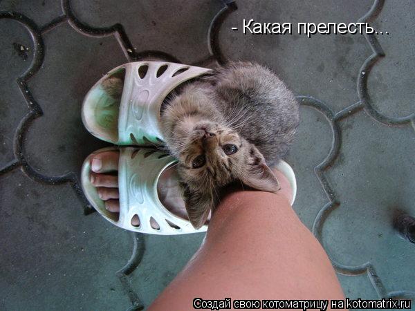 - Какая прелесть...... Котоматрица: - Какая прелесть...
