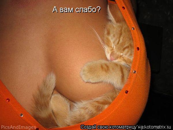 Котоматрица: А вам слабо?