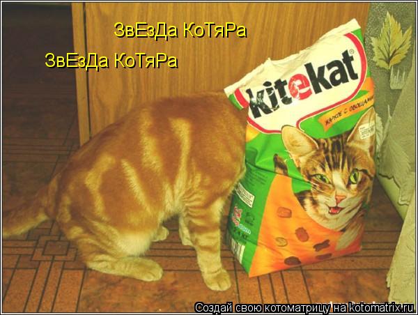 ЗвЕзДа КоТяРа ЗвЕзДа КоТяРа... Котоматрица: ЗвЕзДа КоТяРа ЗвЕзДа КоТяРа